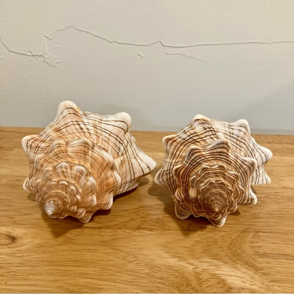 2 Shells Cream / Light Orange / Brown Neutral Decor Beach Shell - Picture 6 of 13